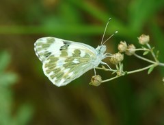 Pontia edusa
