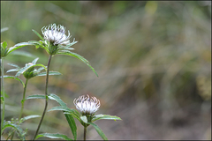 Cirsium coryletorum