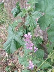Malva sylvestris