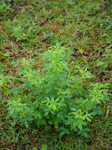 Image of Melilotus suaveolens by no rights reserved