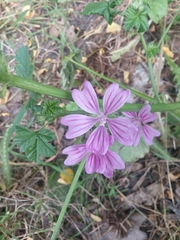 Malva sylvestris