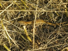 Lacerta agilis