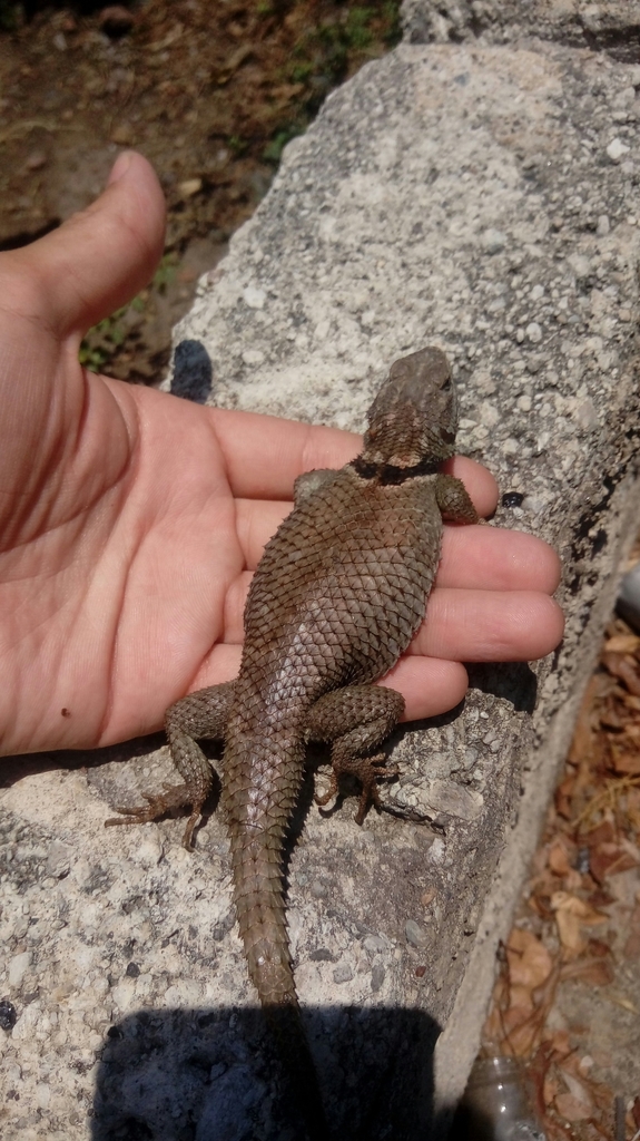 Buller's Spiny Lizard