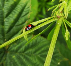 Harmonia axyridis