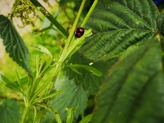 Harmonia axyridis