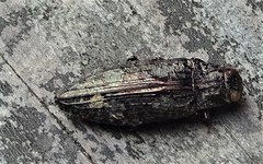 Texania campestris