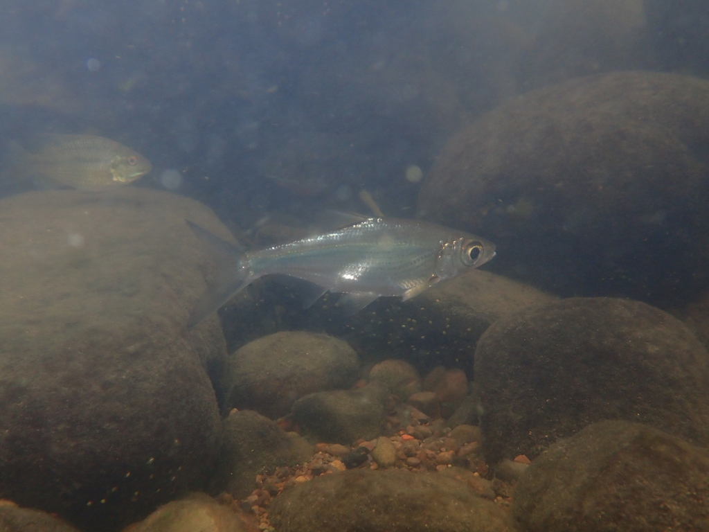 Largeeye bream (Sinibrama macrops) — Cyprinidae