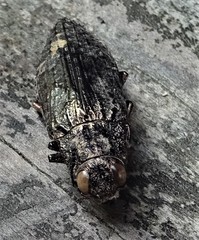 Texania campestris