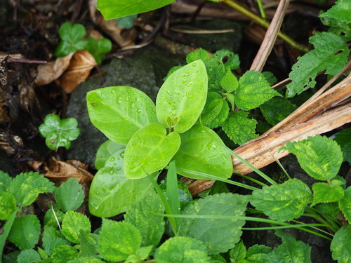 Image of Vincetoxicum hirsutum by no rights reserved