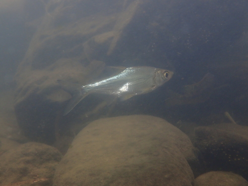 Largeeye bream (Sinibrama macrops) — Cyprinidae — 5