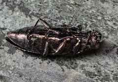 Texania campestris