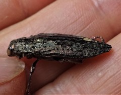 Texania campestris