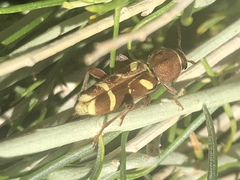 Xylotrechus insignis