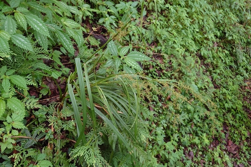 Carex filicina (Carex filicina)