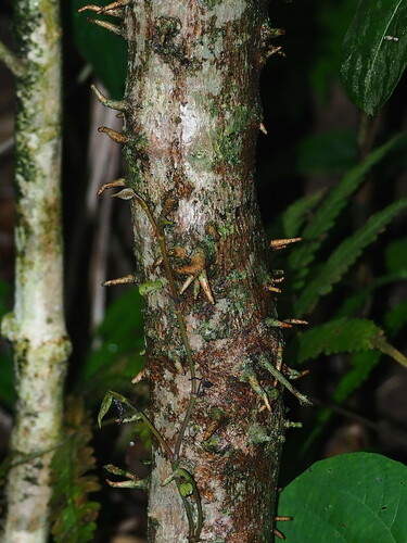 Bridelia balansae (Bridelia balansae)