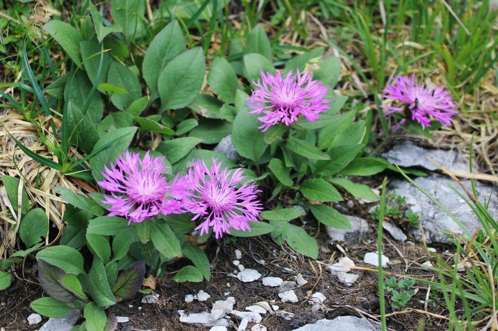 Rhaetian Knapweed