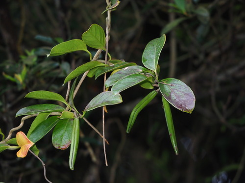 Image of Parsonsia alboflavescens by no rights reserved