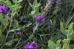 Xylocopa violacea