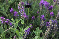 Xylocopa violacea
