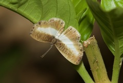 Nymphidium baeotia