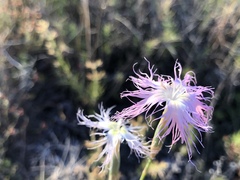 Dianthus broteri