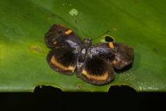 Charidia lucaria