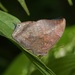 Glauce Leafwing - Photo (c) Tom Horton, some rights reserved (CC BY-NC), uploaded by Tom Horton