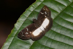 Milanion cramba