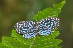 Napaea actoris