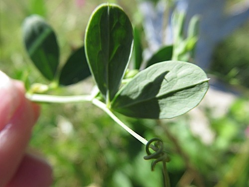 tuberous pea