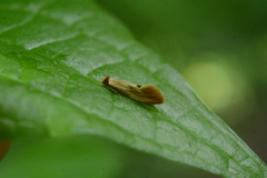 Tinea semifulvella