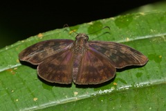 Anastrus sempiternus