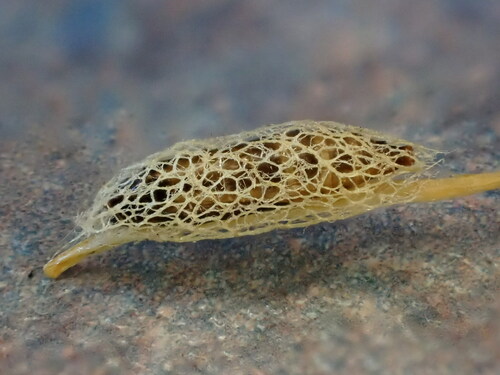 Onion leaf miner