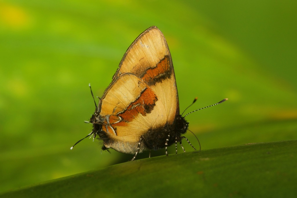 Calycopis buphonia