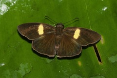 Potamanaxas flavofasciata