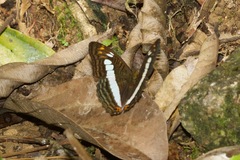 Adelpha alala