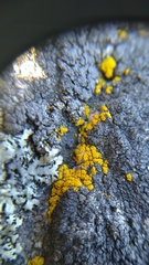 Candelariella coralliza