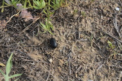 Ablattaria laevigata