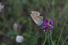 Polyommatus bellargus