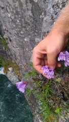 Penstemon eriantherus