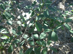Indigofera procumbens