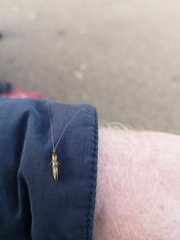 Mystacides longicornis