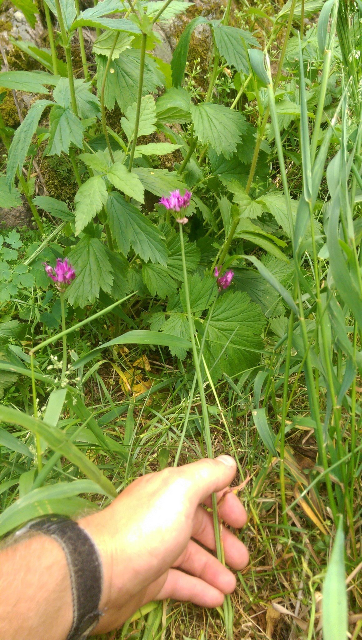 Allium brevistylum