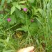 Allium brevistylum - Photo (c) kilted_caper, algunos derechos reservados (CC BY-NC)