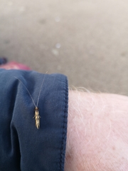 Mystacides longicornis