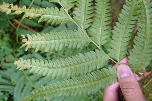 Image of Pteris wallichiana by (c) 如此甚好, some rights reserved (CC BY)