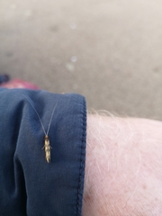 Mystacides longicornis