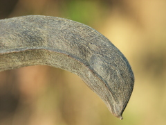 Mucuna pruriens utilis