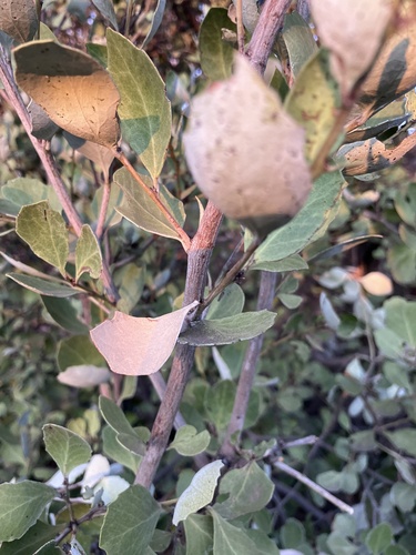 Image of Maytenus albata by no rights reserved