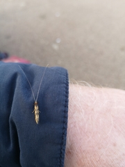 Mystacides longicornis